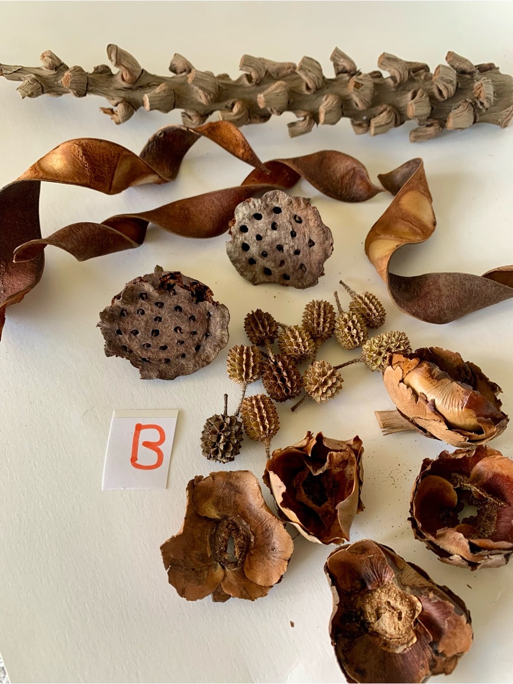 21pc Dried Mix in Brown Home Accents